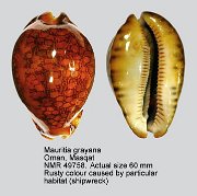 Mauritia grayana (3)